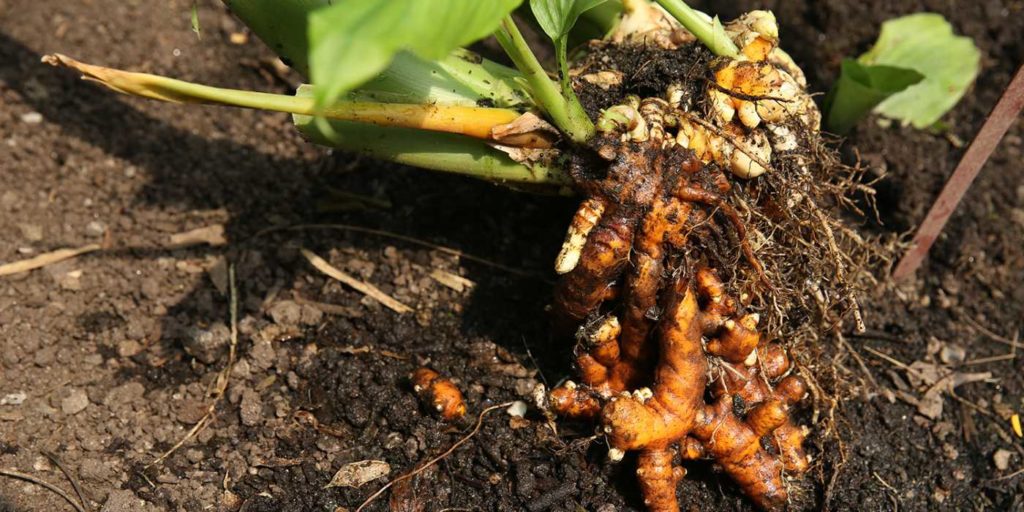 tumeric plant