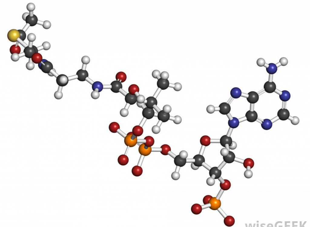 L-Carnitne- amino acid