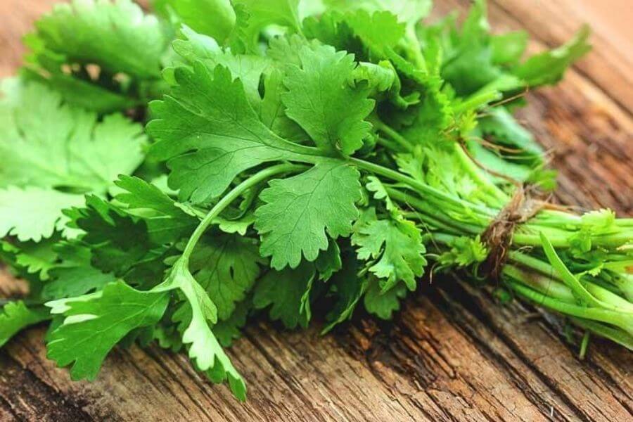 Coriander Or Cilantro
