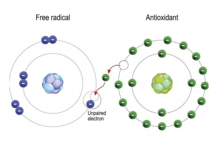 What Are Antioxidants?